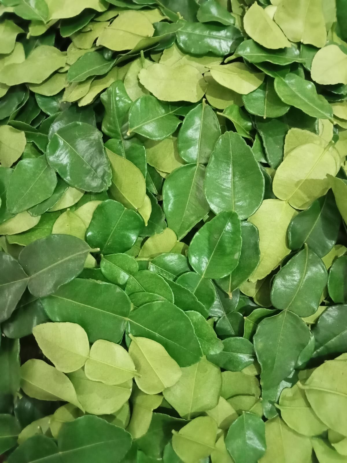 Kaffir Lime Leaves
