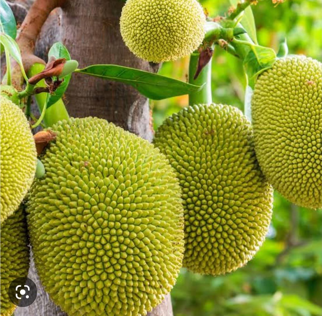 Frozen Young Jackfruit